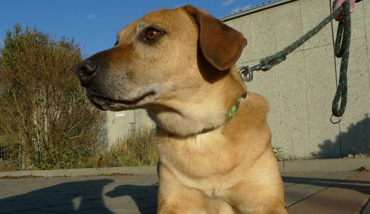 Některá zvířata v brněnském útulku čekají na nový domov i půlku života