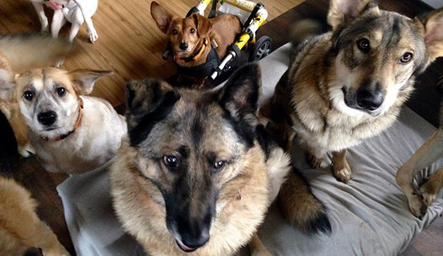 Pejsci v Útulku Tibet