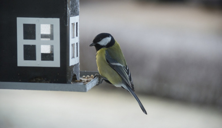 Královnou českých krmítek je sýkora koňadra. Obhájila své vítězství v loňském roce