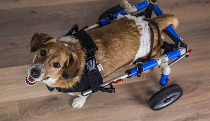 V útulku se starají také o postižené pejsky