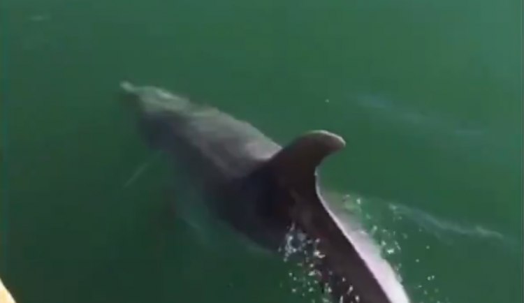 Delfíni byli ve skutečnosti natočení stovky kilometrů od Benátek