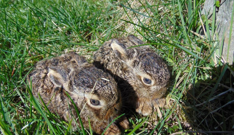 Snaha o záchranu může být jejich smrt. Mláďata zajíčků většinou pomoc nepotřebují