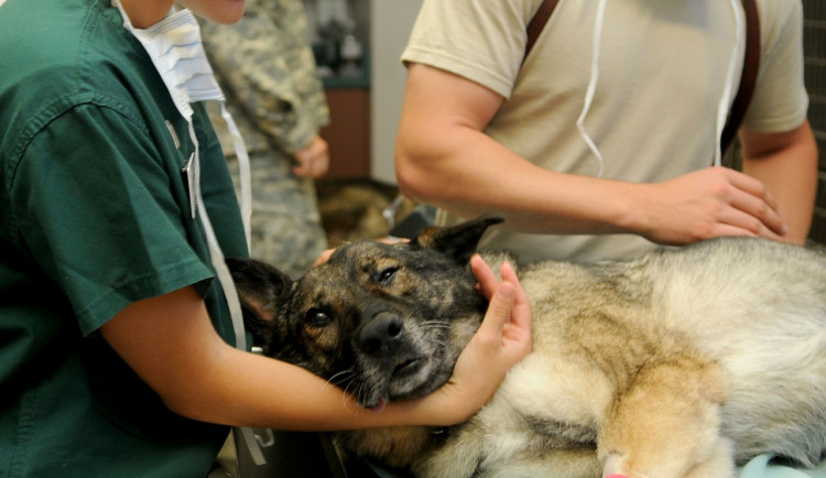 Veterináři nedostali od státu žádné ochranné pomůcky