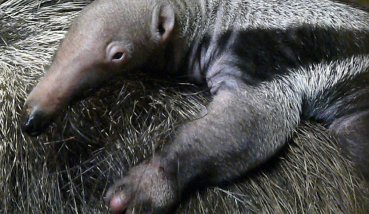 Mládě mravenečníka roste jako z vody. V budoucnu ale zřejmě Liberec opustí