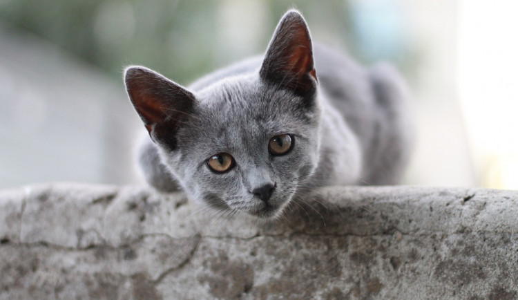 ilustrační obrázek