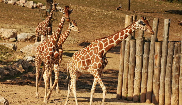 Zvířata ze zavřené ZOO Brno můžete navštívit z pohodlí domova. Zahrada vysílá denně živé přenosy