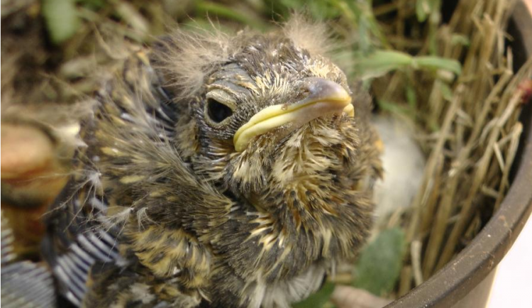 Ptáky bychom měli přikrmovat jen občas