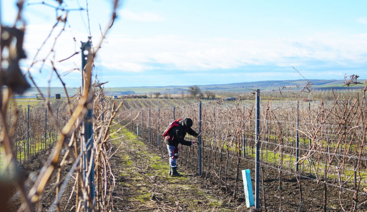 Vinaři se obávají o letošní sklizeň
