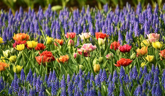 Lípa vyhlásila tradiční soutěž O nejlepší péči o sídlištní zeleň