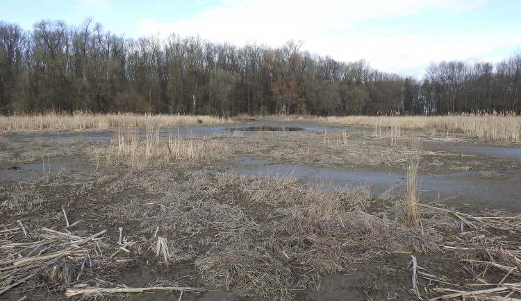 Do vysušeného mokřadu už se život asi nevrátí
