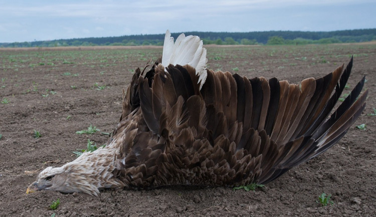 Smrt ptačího unikátu. Rodinu mořských orlů někdo zřejmě otrávil zakázaným pesticidem