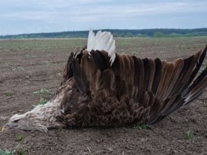 Smrt ptačího unikátu. Rodinu mořských orlů někdo zřejmě otrávil zakázaným pesticidem