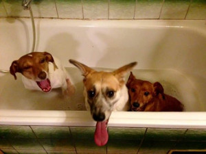 Takto si užíval koupele v útulku