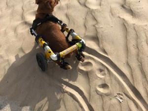 Charlieho pobyt na pláži moc baví