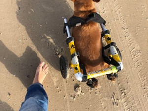 Charlie chodí se svou majitelkou i surfovat