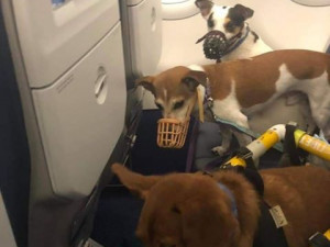 Charlie se letadlem vypravil do Izraele