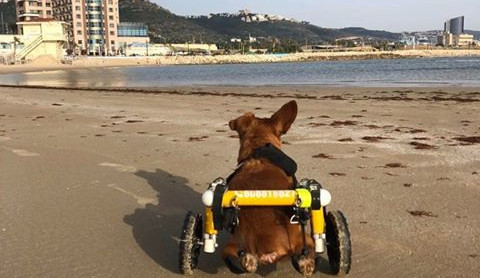 Charlie si pláž velice užívá