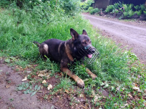 FOTO/VIDEO: Ztraceného seniora hledala celá vesnice, vyčerpaného a dezorientovaného pána našel policejní pes