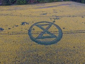 FOTO: Nedaleko Brna se objevil obrazec v řepce. Nešlo o dílo mimozemšťanů, ale protest aktivistů