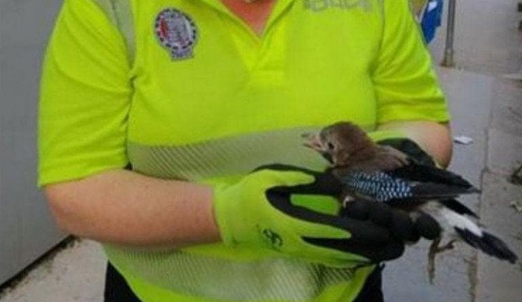 Strážníci zachránili z pětimetrového výkopu sojčátko, jeho sourozenec bezradně pobíhal okolo kolejí