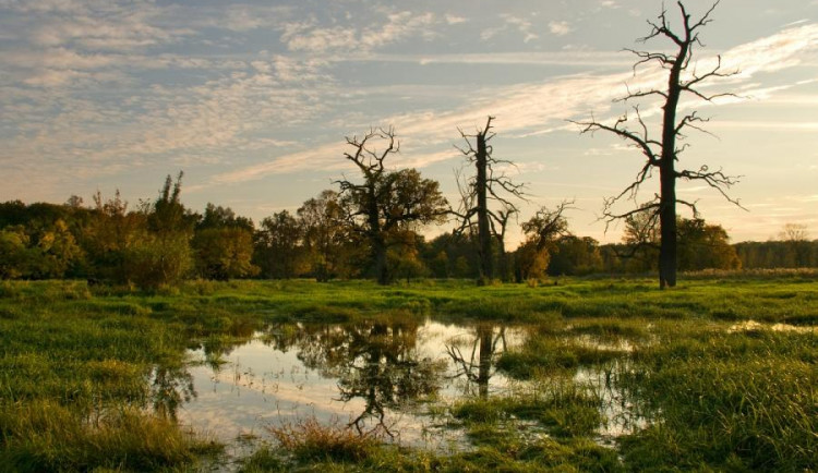 Solitérní duby na nivních Černých loukách. Foto Jan Miklín, časopis Veronica