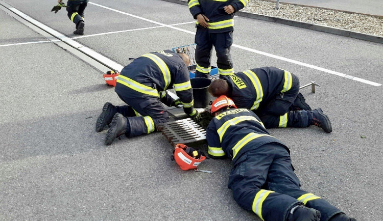 Káčata skončila v kanále, do přírody je zpět pustili hasiči