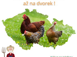 Slepičář: O slepice je stále větší zájem. Lidé chtějí žít zdravě, mít ke snídani domácí vajíčka