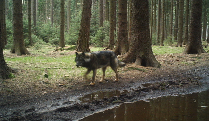 Po celé Evropě dochází k nebezpečnému křížení psa s vlkem, varuje studie, na které pracovali brněnští výzkumníci