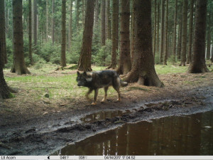 Po celé Evropě dochází k nebezpečnému křížení psa s vlkem, varuje studie, na které pracovali brněnští výzkumníci