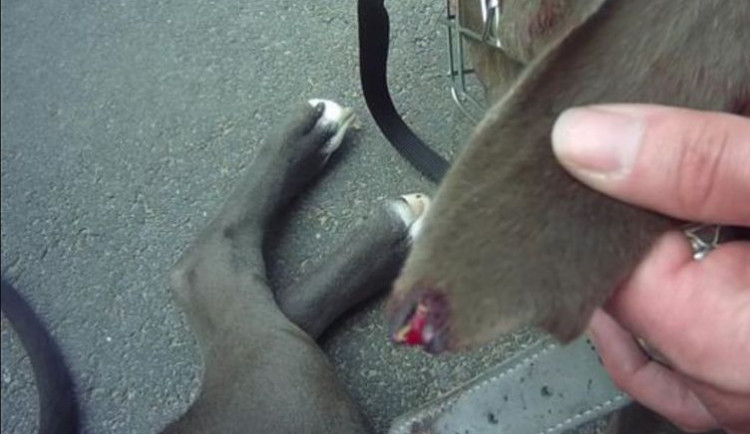 Chrt pokousal stafforda