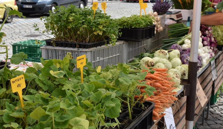 Zelňák je opět v provozu