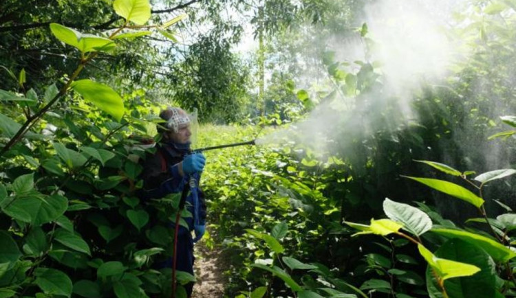 S invazivní křídlatkou japonskou bojují ve Frýdlantu odborníci