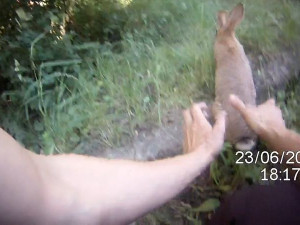 VIDEO: Děti a strážníci chytali v Brně králíky