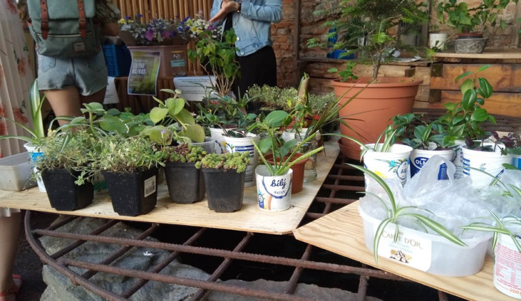 Kupte rostlinu, zachraňte folklór