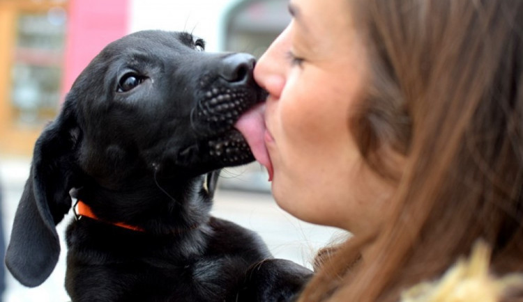 Veganská strava u zvířat? Dobrá tak pro křečka, nikoliv pro psa nebo kočku