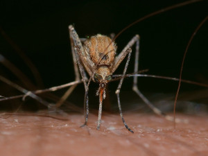 Na jižní Moravě hrozí lokální přemnožení komárů