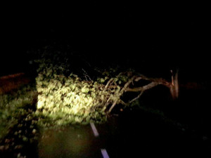 FOTO: Noční bouřka zaměstnala hasiče. Na jihu Moravy padaly stromy