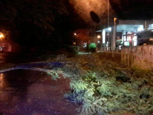 FOTO: Noční bouřka zaměstnala hasiče. Na jihu Moravy padaly stromy