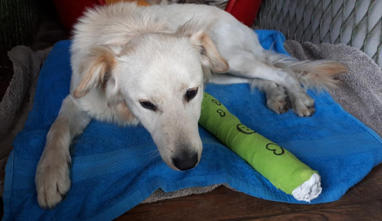 Odebrali majitelům psa. Nestarali se o něj a ani mu neposkytli pomoc po srážce s autem