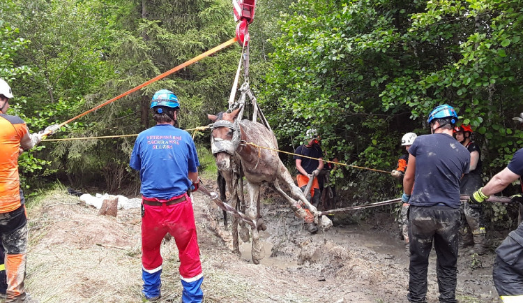 FOTO: Hasiči na Brněnsku téměř pět hodin zachraňovali koně z blátivé bažiny na lesní cestě