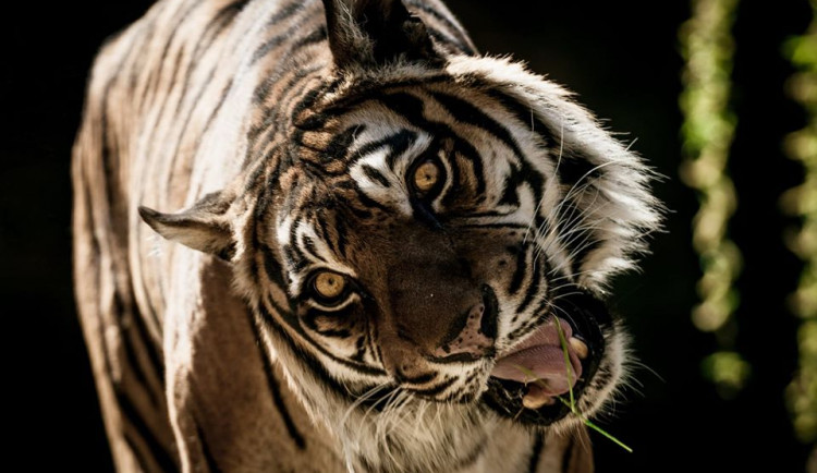 Tygr z brněnské zoo