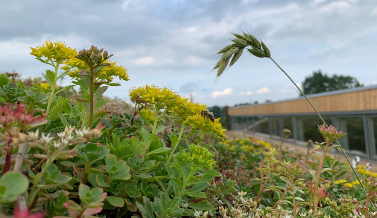 zelená střecha likos