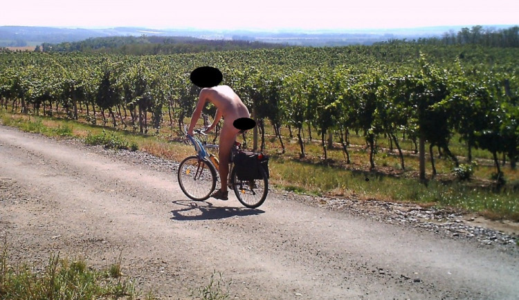 Moravští vinaři umisťují na své vinohrady fotopasti, místo zlodějů vína občas zachytí velmi bizarní situaci, například nahatého cyklistu projíždějícího vinicemi vinařství Lahofer