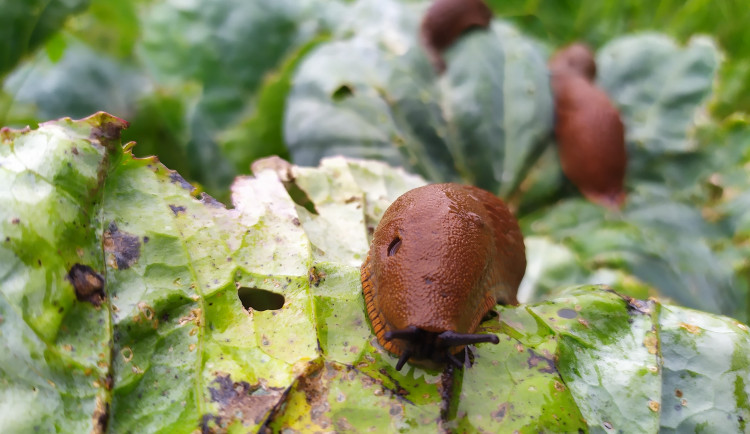 Slimáci ničí zahrádkářům úrodu. Zkuste pivo nebo hlístice, radí odbornice