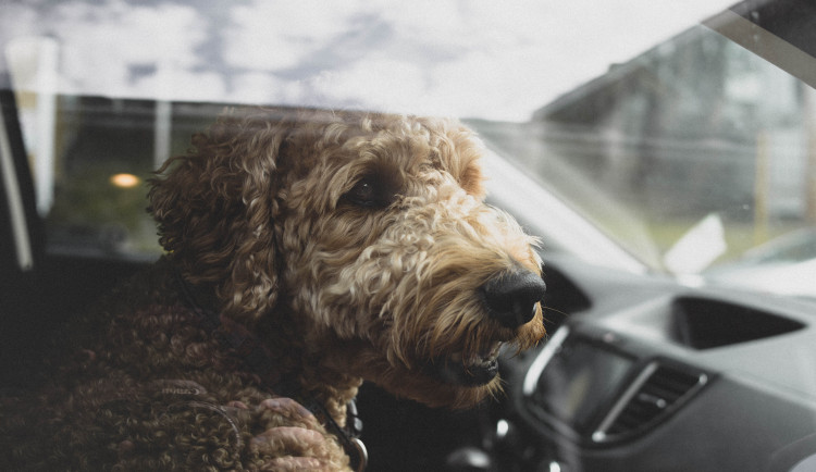 Aplikace Varuj mě upozorní řidiče na psa v autě či špatné parkování, výrazně ulehčí práci i policii a hasičům
