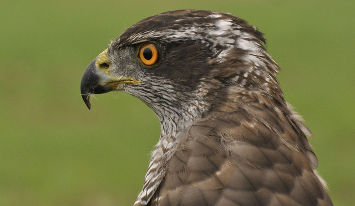 Jestřáby lesní ohrožuje těžba lesa