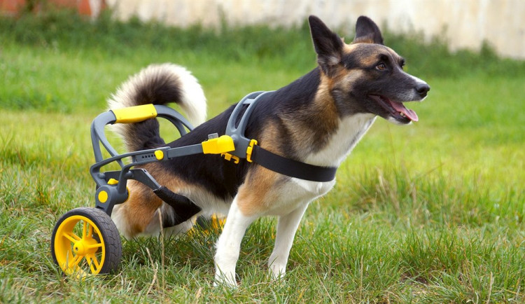 Handicapovaní pejsci teď mohou znova běhat