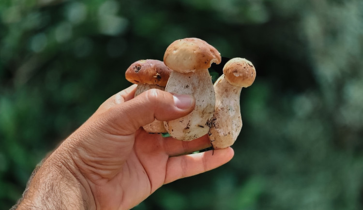 Ilustrační foto z dob, kdy ještě rostly.