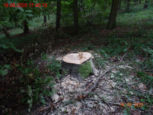 U Brněnské přehrady kradl samozvaný těžař dřevo. Na kácení stromů byl prý domluvený s lesní správou
