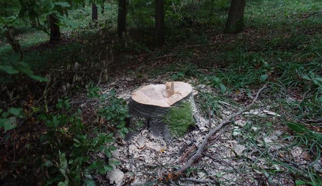 Muž s nikým na kácení dřeva domluvený nebyl, chtěl ho prodat
